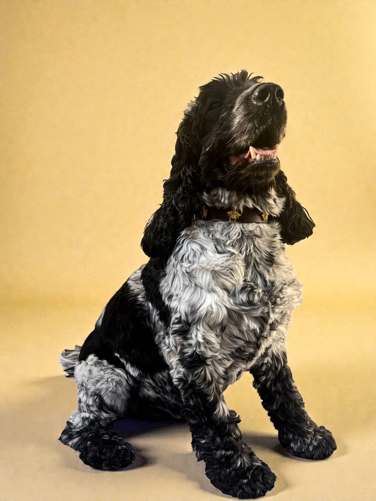 Bees Knees Collar - Image 3